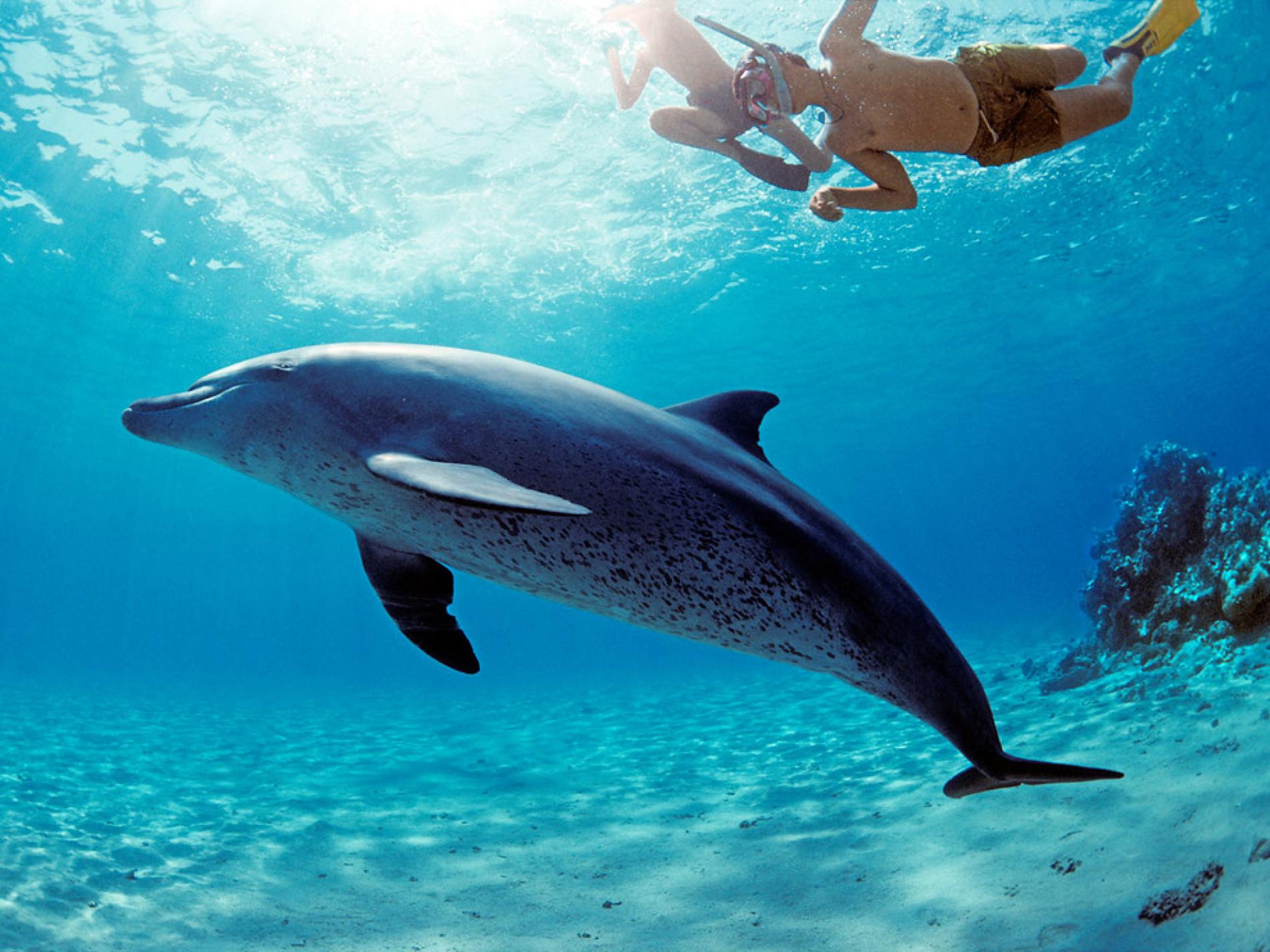Dolphin House Snorkeling Swim with the Dolphins Hurghada Red Sea